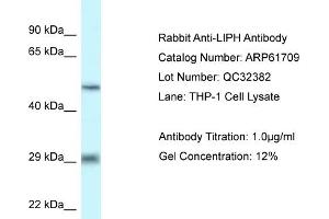 Western Blotting (WB) image for anti-Lipase H (LIPH) (C-Term) antibody (ABIN2788875) (LIPH Antikörper  (C-Term))