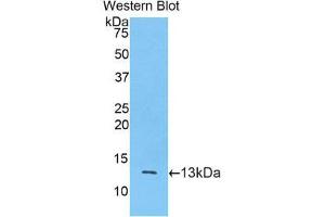 Western Blotting (WB) image for anti-Mucin 2, Oligomeric Mucus/gel-Forming (MUC2) (AA 5075-5179) antibody (Biotin) (ABIN1173448) (MUC2 Antikörper  (AA 5075-5179) (Biotin))