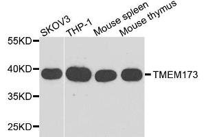 Western blot analysis of extracts of various cell lines, using TMEM173 antibody. (STING/TMEM173 Antikörper  (AA 170-379))