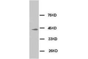 Western blot analysis of Hela cell lysis using MAPK1-3 antibody (ERK1/2 Antikörper  (N-Term))