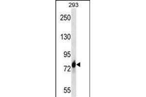 CDH16 Antibody (C-term) (ABIN657668 and ABIN2846661) western blot analysis in 293 cell line lysates (35 μg/lane). (Cadherin-16 Antikörper  (C-Term))