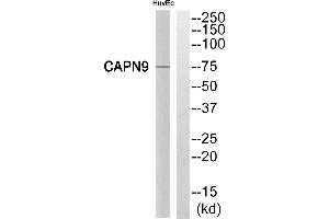 Western blot analysis of extracts from HuvEc cells, using CAPN9 antibody. (Calpain 9 Antikörper)