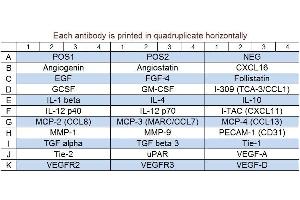 Image no. 1 for Human Angiogenesis Array Q3 (ABIN625706) (Human Angiogenesis Array Q3)