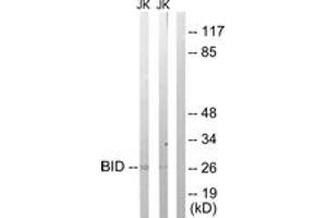 Western Blotting (WB) image for anti-BH3 Interacting Domain Death Agonist (BID) (AA 44-93) antibody (ABIN2888649) (BID Antikörper  (AA 44-93))