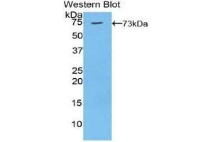 Western Blotting (WB) image for anti-Klotho (KL) (AA 517-956) antibody (ABIN1859562) (Klotho Antikörper  (AA 517-956))