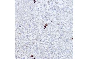 Immunohistochemistry of paraffin-embedded mouse liver using Phospho-Histone H3-S10 Rabbit pAb (ABIN7267687) at dilution of 1:2000 (40x lens). (Histone 3 Antikörper  (H3S10p))