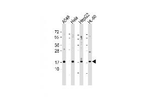 Western blot analysis of anti-SUMO2/3 N-term polyclonal antibody (ABIN388030 and ABIN2845501) in 293 cell lysate. (SUMO2/3 Antikörper)