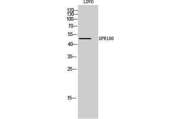 GPR180 Antikörper  (Internal Region)