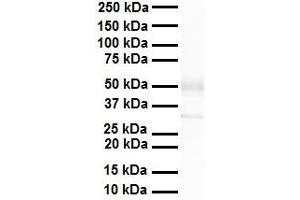 WB Suggested Anti-Zfp36l1 antibody Titration: 1 ug/mL Sample Type: Human heart (ZFP36L1 Antikörper  (C-Term))