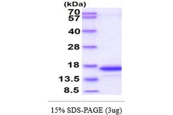 Glutaredoxin 2 Protein (GRX2) (AA 20-164) (His tag)