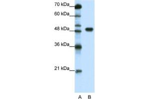 Western Blotting (WB) image for anti-Transcription Factor AP-2 alpha (Activating Enhancer Binding Protein 2 Alpha) (TFAP2A) antibody (ABIN2463839) (TFAP2A Antikörper)