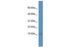 Ier3ip1 antibody used at 0. (IER3IP1 Antikörper  (N-Term))