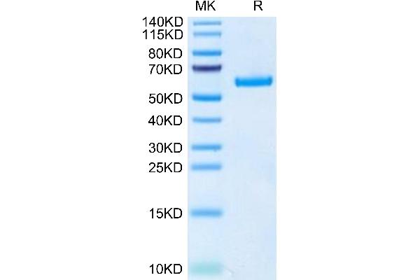 TNFRSF11A Protein (AA 30-212) (Fc Tag)