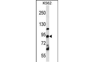 Western blot analysis in K562 cell line lysates (35ug/lane). (UBTF Antikörper  (C-Term))