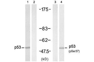 Western blot analysis of extract from HT-29 cell untreated or treated with Doxorubicin (1mM, 30min), using p53 (Ab-37) Antibody (E021089, Lane 1 and 2) and p53 (phospho-Ser37) antibody (E011098, Lane 3 and 4). (p53 Antikörper)