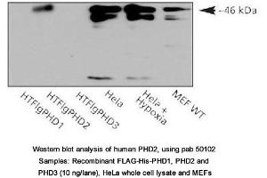 Image no. 1 for anti-Egl-9 Family Hypoxia Inducible Factor 1 (EGLN1) (AA 1-50) antibody (ABIN363411) (EGLN1 Antikörper  (AA 1-50))