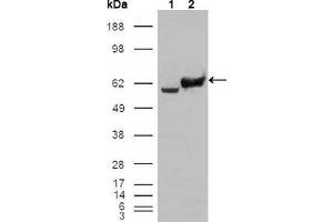 Western blot analysis using GPI mouse mAb against HEK293T cells transfected with the pCMV6-ENTRY control (1) and pCMV6-ENTRY GPI cDNA (2). (GPI Antikörper)