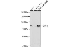 Immunoprecipitation analysis of 600 μg extracts of HeLa cells using 3 μg ST antibody (ABIN7270303). (STAT1 Antikörper)
