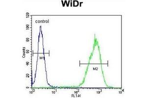 Flow cytometric analysis of WiDr cells using Gasdermin C Antibody (Center) Cat. (MLZE Antikörper  (Middle Region))