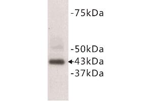 Western Blotting (WB) image for anti-CD9 (CD9) (N-Term) antibody (ABIN1854867) (CD9 Antikörper  (N-Term))