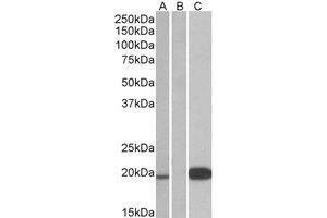 Western Blotting (WB) image for anti-Urocortin 3 (UCN3) (Internal Region) antibody (ABIN2466572) (UCN3 Antikörper  (Internal Region))