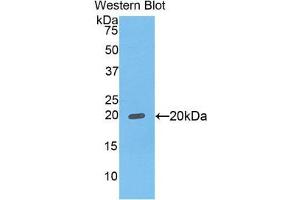 Western Blotting (WB) image for anti-Fc Fragment of IgG Binding Protein (FCGBP) (AA 5176-5344) antibody (ABIN1858831) (FCGBP Antikörper  (AA 5176-5344))