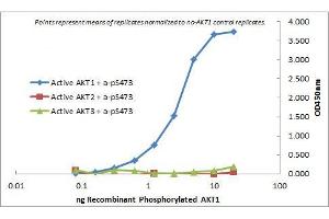 ELISA of Mouse Monoclonal anti-AKT1 antibody. (AKT1 Antikörper  (Internal Region) (Biotin))