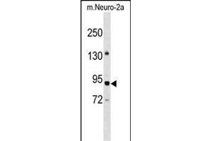 PWP2 Antibody (Center) (ABIN1538500 and ABIN2849062) western blot analysis in mouse Neuro-2a cell line lysates (35 μg/lane). (PWP2 Antikörper  (AA 567-596))