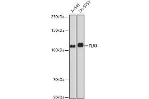 Western blot analysis of extracts of various cell lines, using TLR3 antibody (ABIN6130066, ABIN6149219, ABIN6149220 and ABIN6215465) at 1:1000 dilution. (TLR3 Antikörper  (AA 464-647))