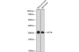Western blot analysis of extracts of various cell lines, using SLC25 antibody (ABIN6132767, ABIN6147925, ABIN6147927 and ABIN6217968) at 1:1000 dilution. (SLC25A27 Antikörper  (AA 1-245))