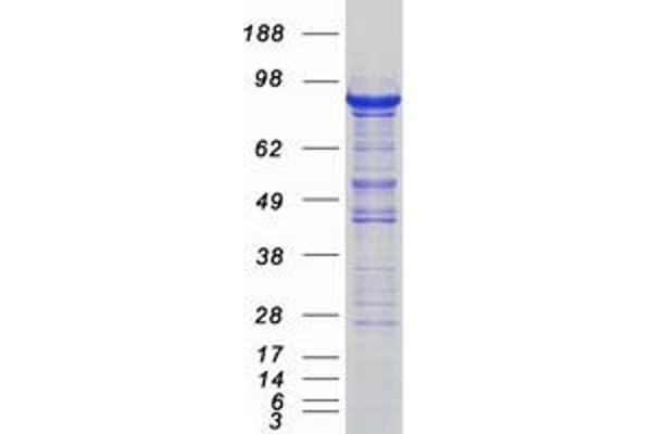 SEC23A Protein (Myc-DYKDDDDK Tag)