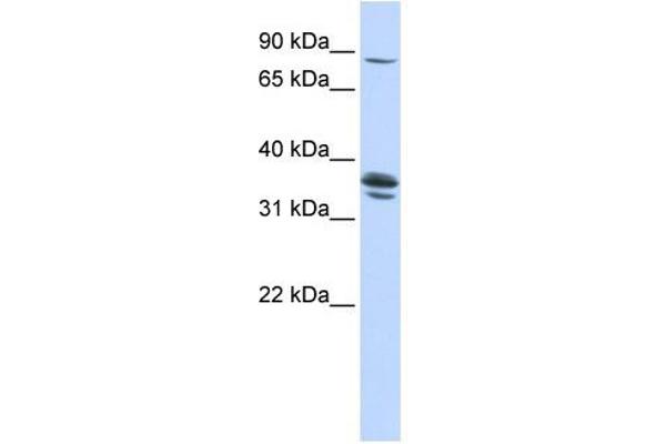 Solute Carrier Organic Anion Transporter Family, Member 3A1 (SLCO3A1) (Middle Region) Antikörper