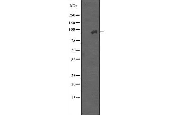 Integrin beta 7 Antikörper  (Internal Region)