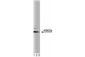 Western blot analysis of JNK/SAPK1 on PC12 cell lysate. (JNK/SAPK1 (Pan) (AA 264-415) Antikörper)