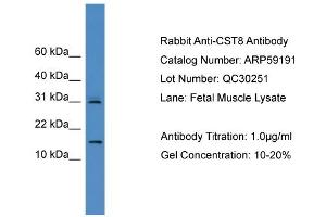 WB Suggested Anti-CST8  Antibody Titration: 0. (CST8 Antikörper  (N-Term))