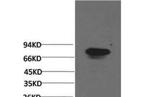 Western Blot analysis of Human serum using Transferrin Monoclonal Antibody at dilution of 1:2000. (Transferrin Antikörper)