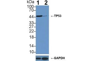 Knockout Varification: Lane 1: Wild-type MCF7 cell lysate; Lane 2: TP53 knockout MCF7 cell lysate; Predicted MW: 24,30,33,34,38,39,44kDa Observed MW: 46kDa Primary Ab: 1µg/ml Rabbit Anti-Human TP53 Antibody Second Ab: 0. (p53 Antikörper  (AA 108-370))