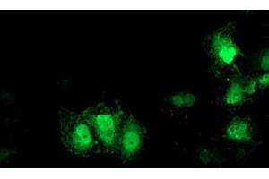 Anti-GDAP1L1 mouse monoclonal antibody (ABIN2454764) immunofluorescent staining of COS7 cells transiently transfected by pCMV6-ENTRY GDAP1L1 (RC200976). (GDAP1L1 Antikörper)