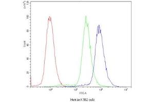 Flow cytometry testing of human K562 cells with POR antibody at 1ug/10^6 cells (blocked with goat sera) (POR Antikörper)