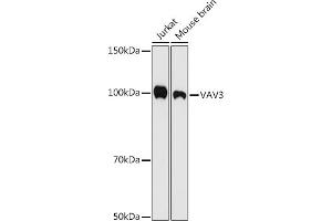 Western blot analysis of extracts of various cell lines, using V antibody (ABIN7271305) at 1:500 dilution. (VAV3 Antikörper)