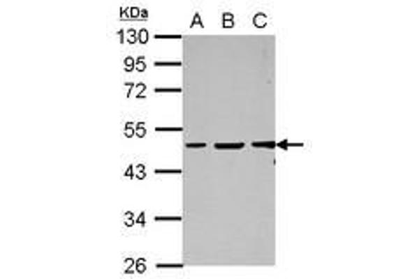 GC-Rich Promoter Binding Protein 1 (GPBP1) (AA 1-207) Antikörper