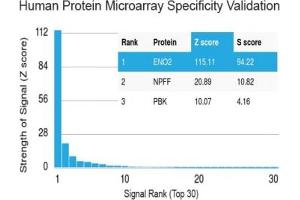 Microarray (MA) image for anti-Enolase 2 (Gamma, Neuronal) (ENO2) (AA 416-433) antibody (ABIN5646903)