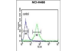 RPS13 Antibody (Center) (ABIN650998 and ABIN2840031) flow cytometric analysis of NCI- cells (right histogram) compared to a negative control cell (left histogram). (RPS13 Antikörper  (AA 82-110))
