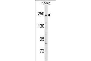 Western blot analysis in K562 cell line lysates (35ug/lane). (KIDINS220 Antikörper  (C-Term))