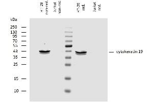 Western Blotting (WB) image for anti-Keratin 19 (KRT19) antibody (ABIN94290)