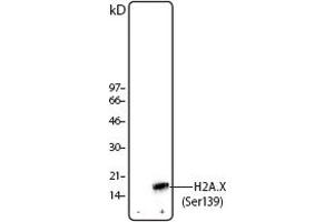 Image no. 1 for anti-H2A Histone Family, Member X (H2AFX) (pSer139) antibody (ABIN294560) (H2AFX Antikörper  (pSer139))