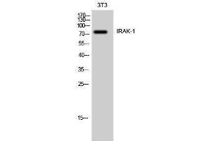Western Blotting (WB) image for anti-Interleukin-1 Receptor-Associated Kinase 1 (IRAK1) (Ser6) antibody (ABIN3175695) (IRAK1 Antikörper  (Ser6))