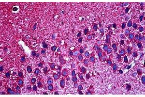 Anti-Tuj1 antibody IHC of mouse brain. (TUBB3 Antikörper)