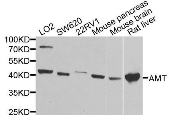 Aminomethyltransferase Antikörper  (AA 107-386)