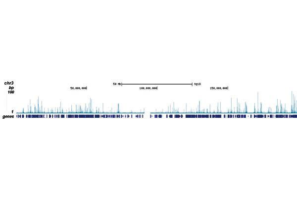 RUNX1T1 Antikörper  (Internal Region, N-Term)